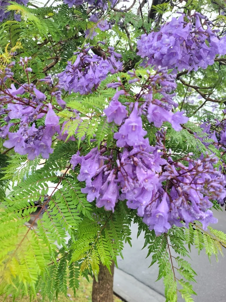 Jacaranda Mimosifolia