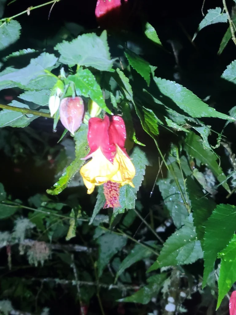Abutilon Megapotamicum
