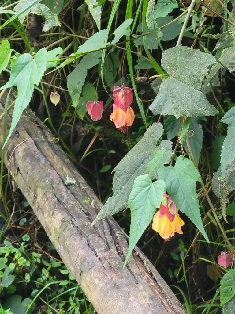 Abutilon Megapotamicum
