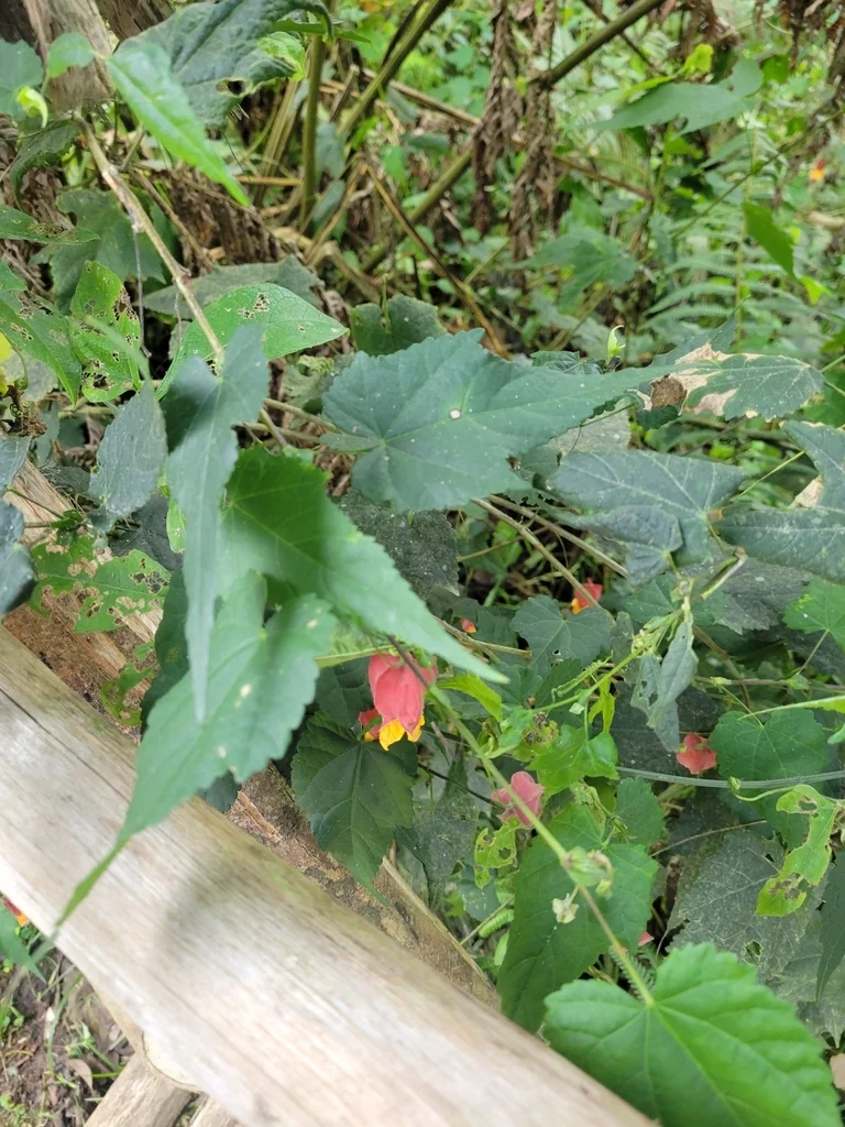 Abutilon Megapotamicum