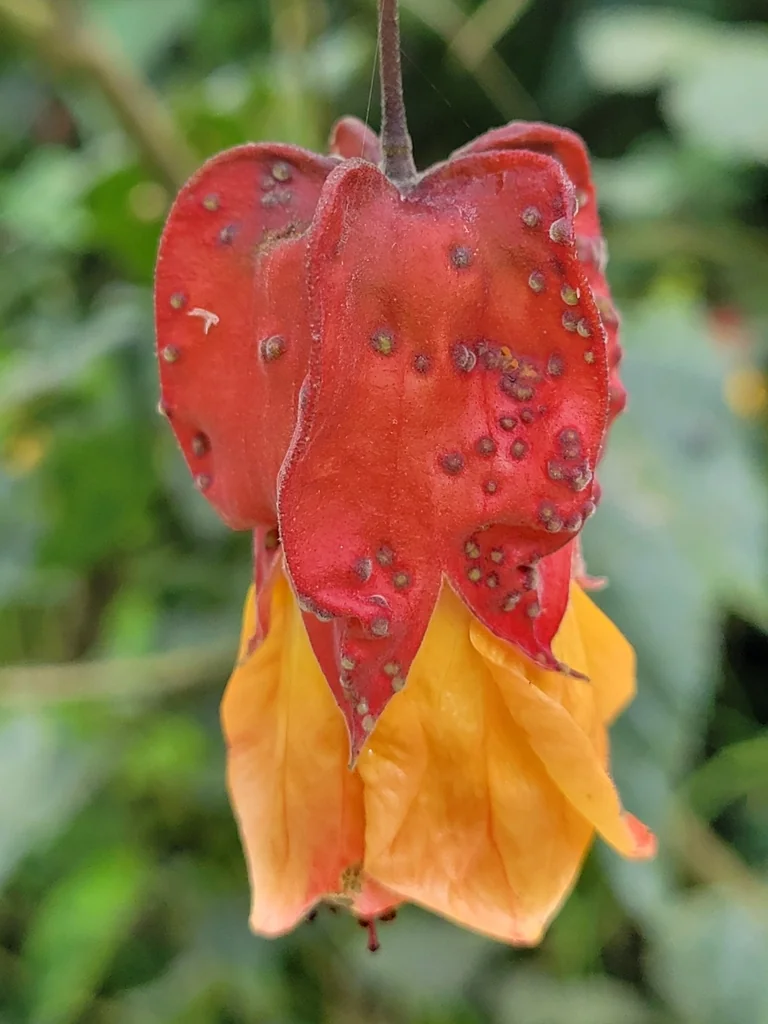 Abutilon Megapotamicum