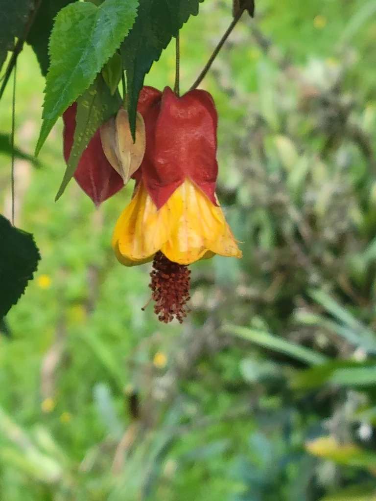Abutilon Megapotamicum
