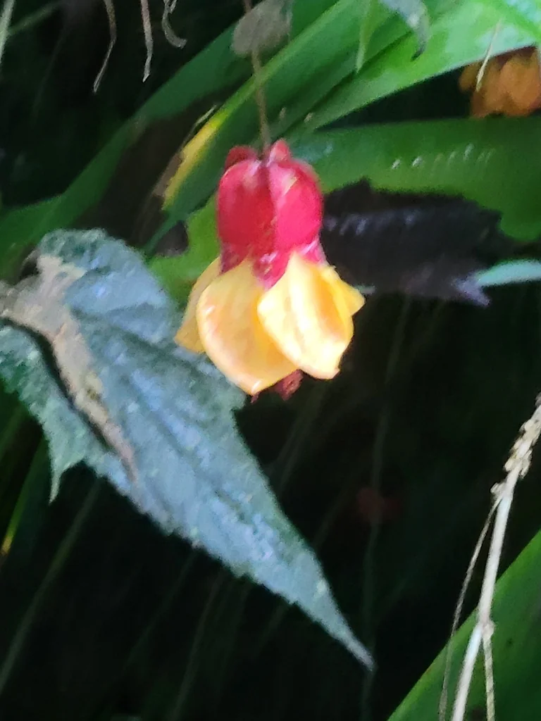 Abutilon Megapotamicum