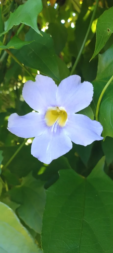 Thunbergia Grandiflora