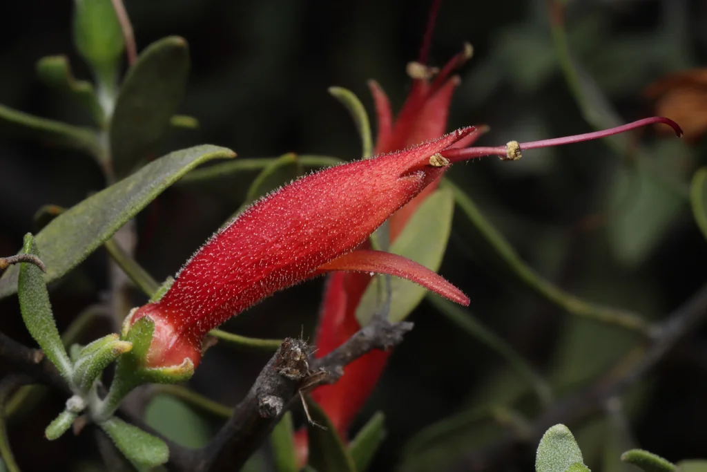 Eremophila Glabra
