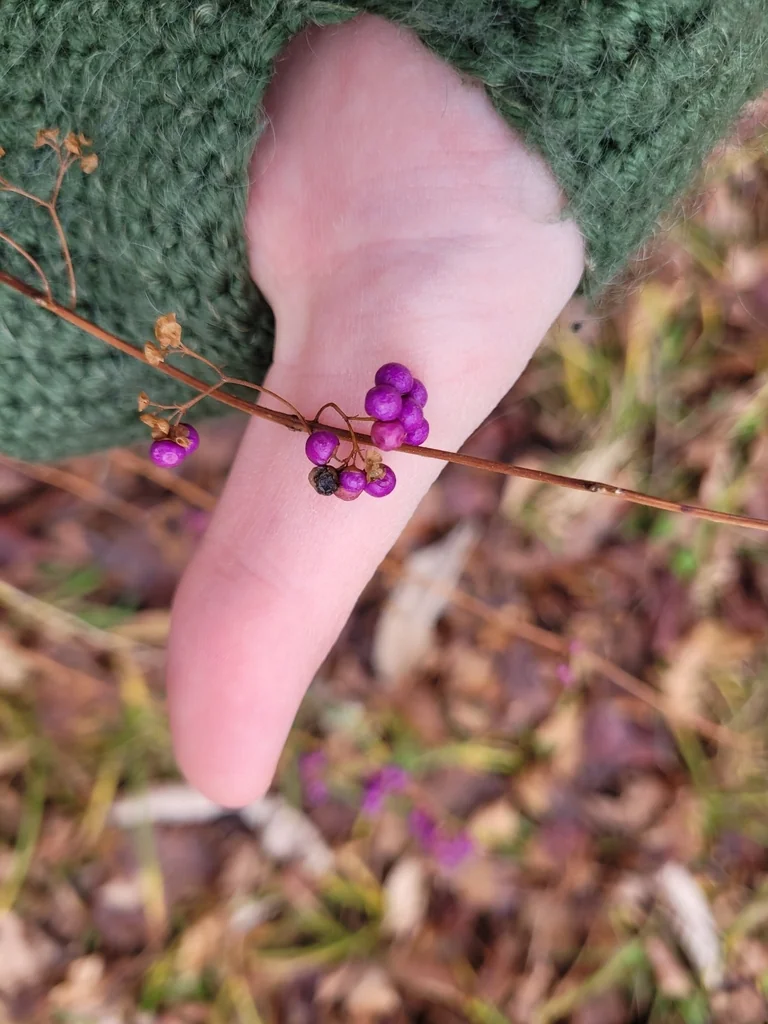 Callicarpa Dichotoma