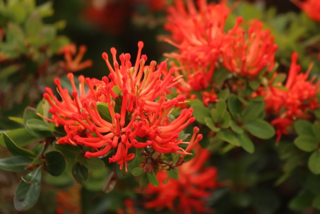 Embothrium Coccineum