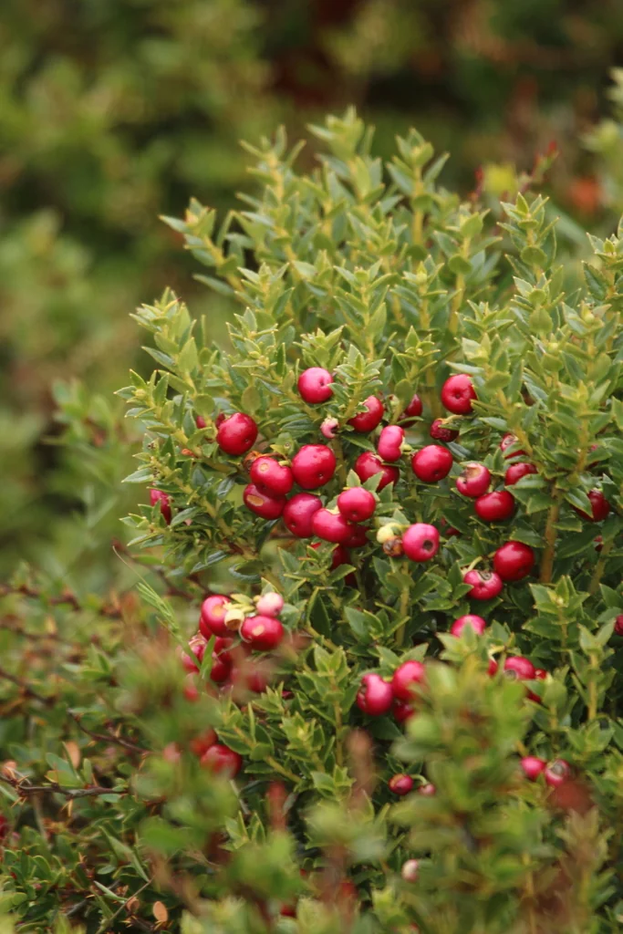 Gaultheria Mucronata