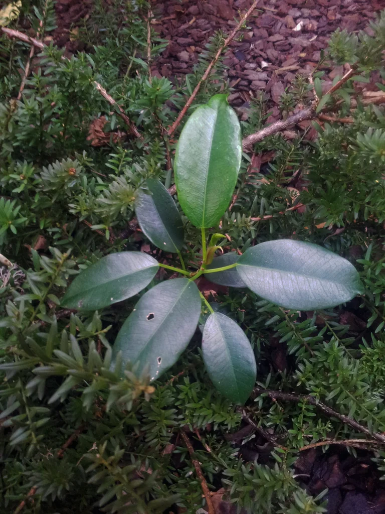 Ficus rubiginosa