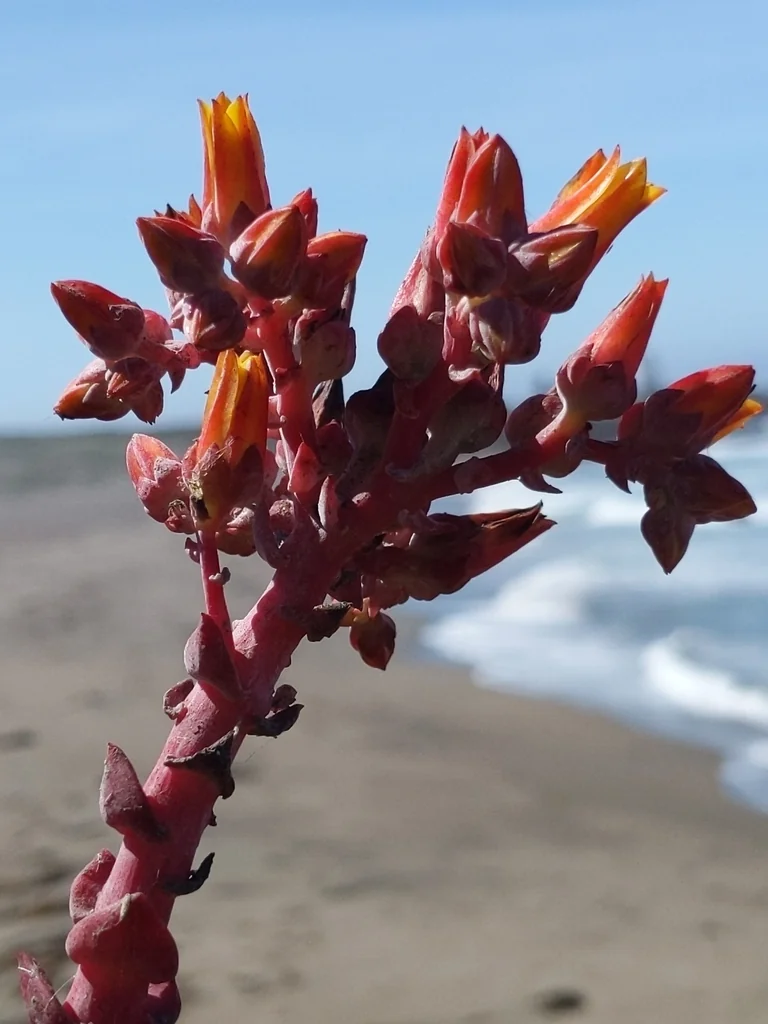 Dudleya Palmeri