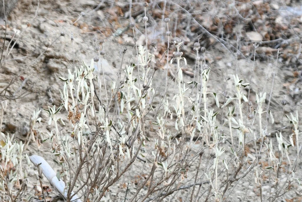 Phlomis Purpurea