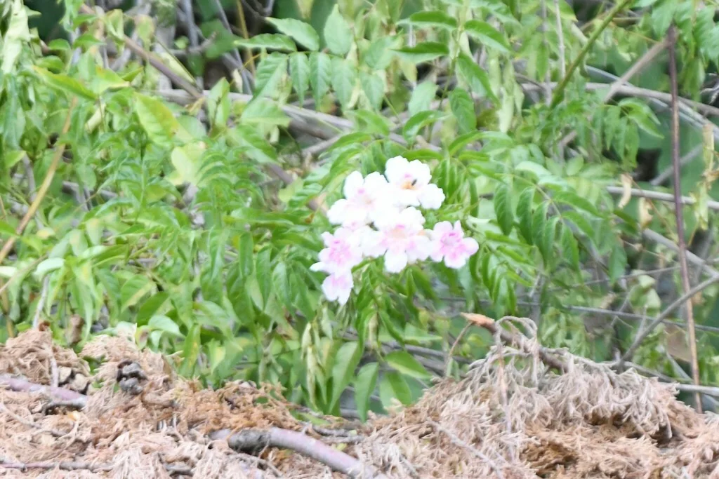 Podranea Ricasoliana