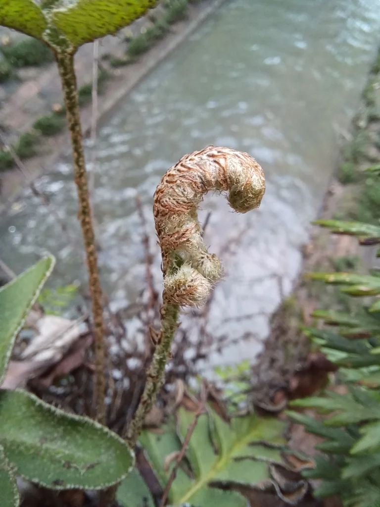 Pleopeltis polypodioides