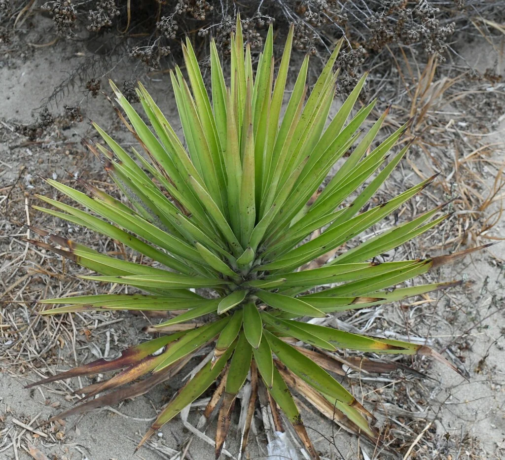 Yucca Aloifolia
