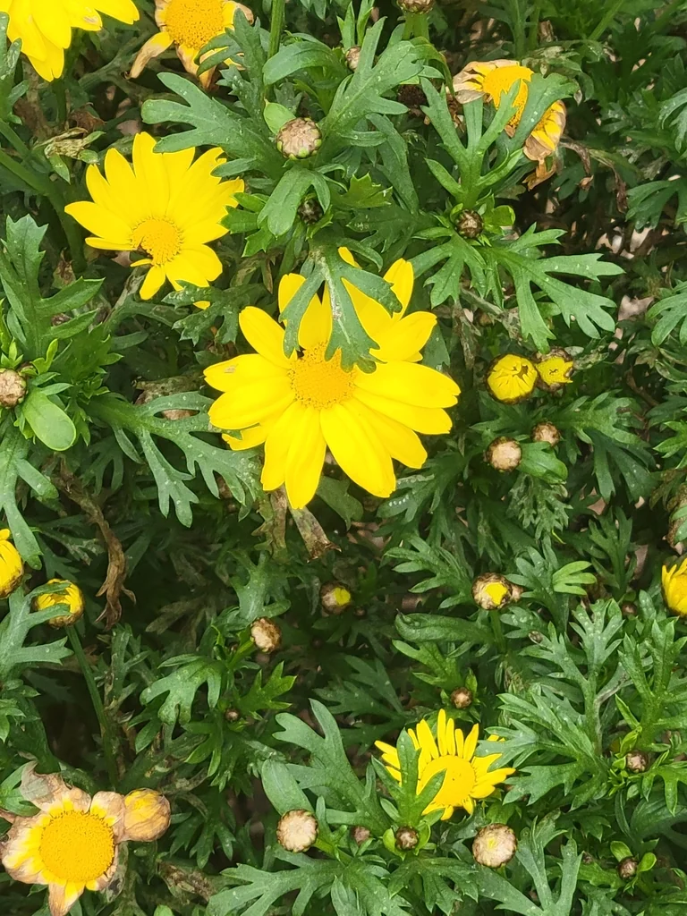 Euryops Chrysanthemoides