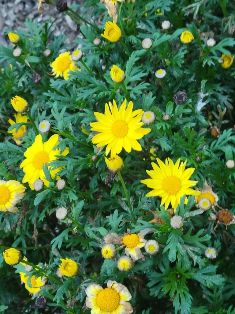 Euryops Chrysanthemoides