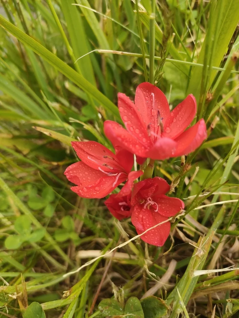 Schizostylis Coccinea