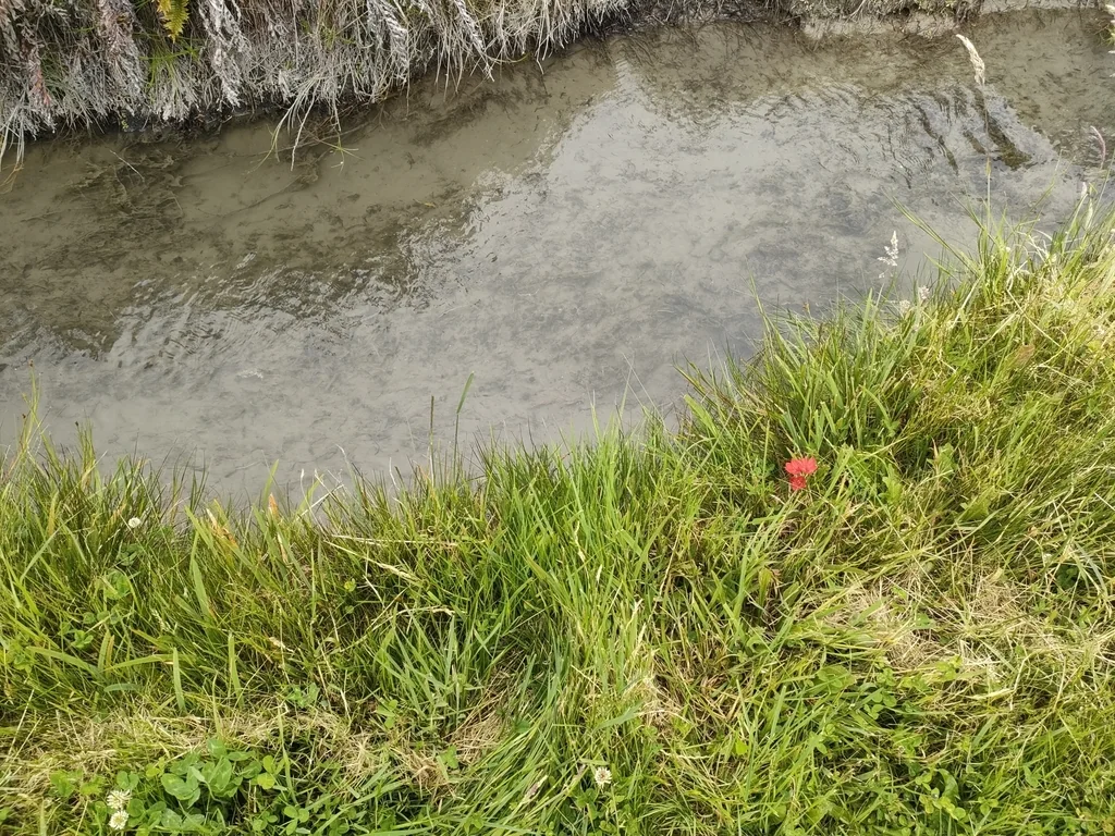 Schizostylis Coccinea