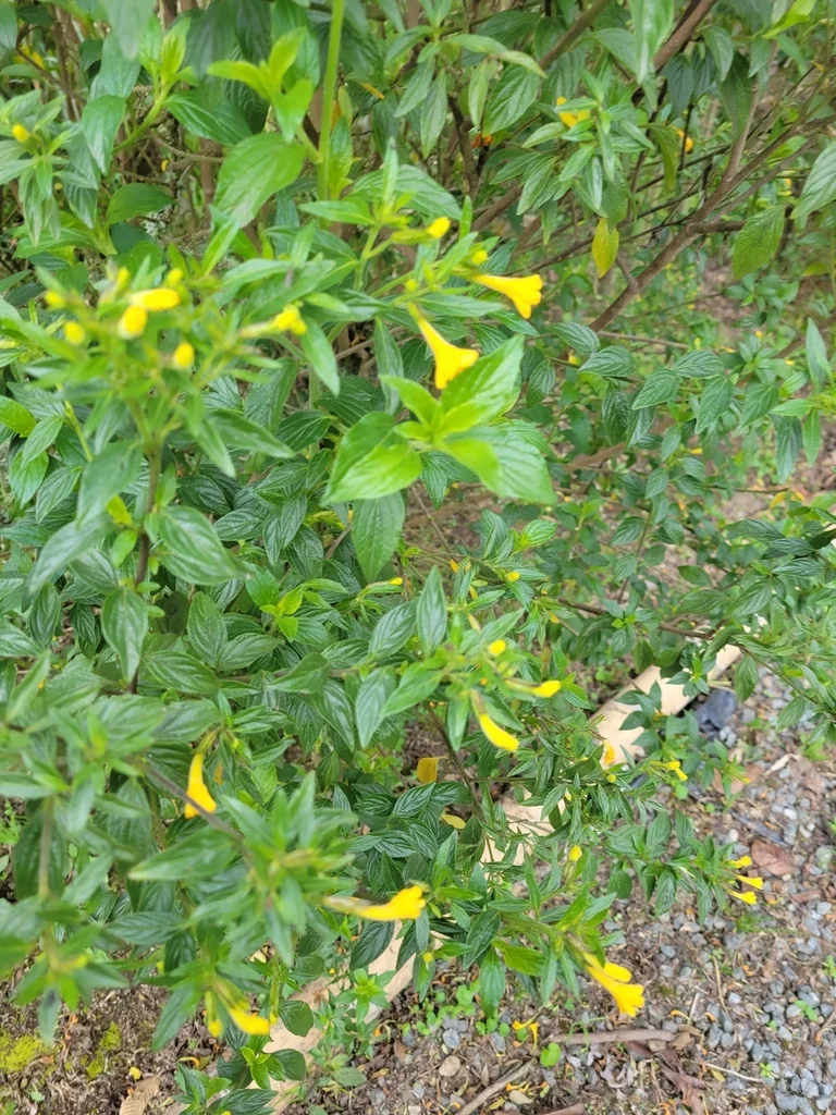 Streptosolen Jamesonii