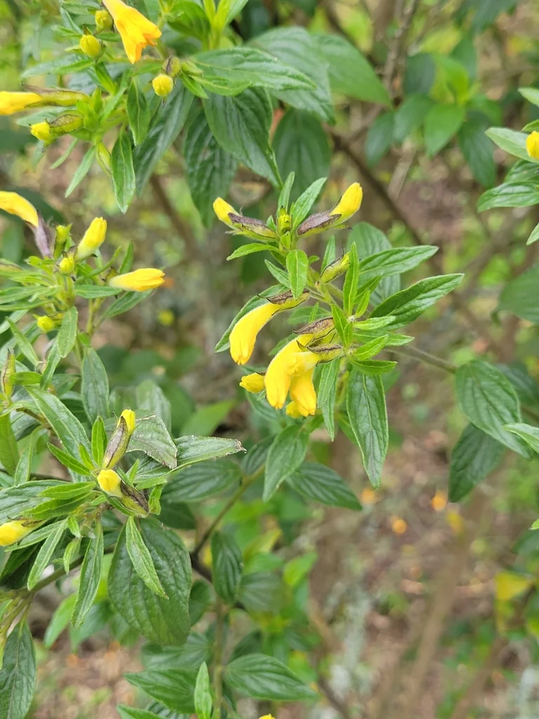 Streptosolen Jamesonii