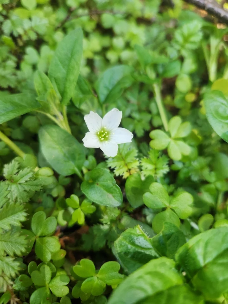 Oxalis Magellanica
