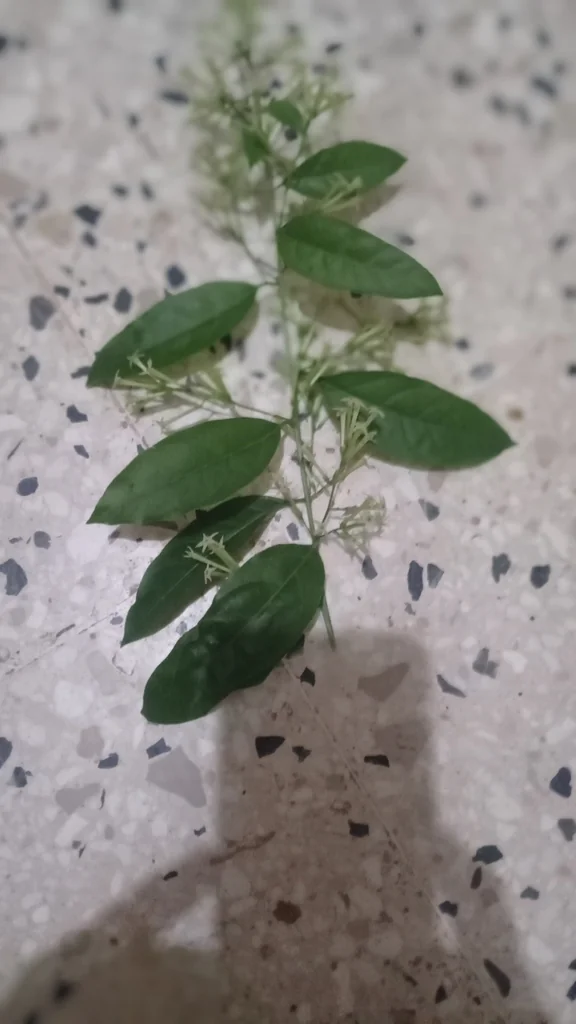 Cestrum Nocturnum