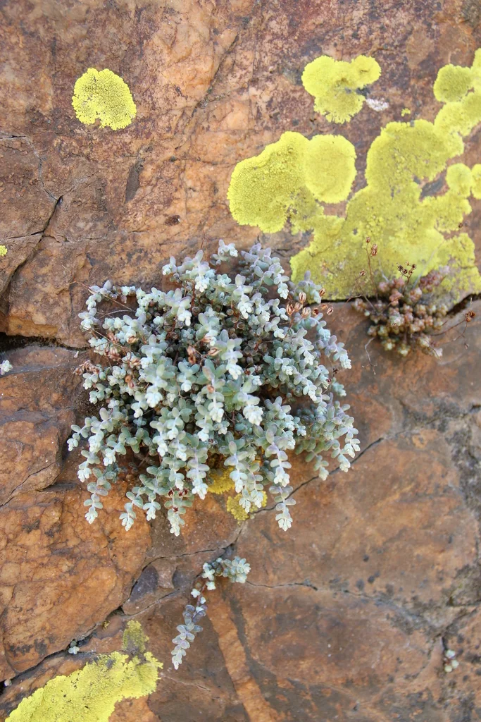 Sedum Brevifolium