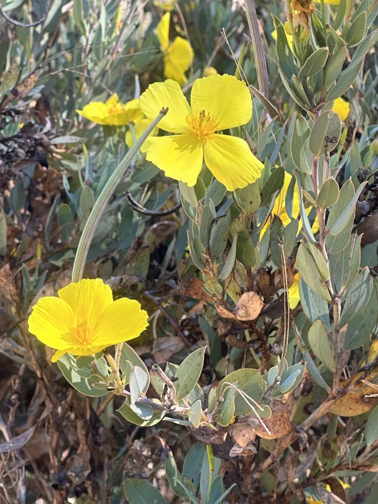 Dendromecon Harfordii