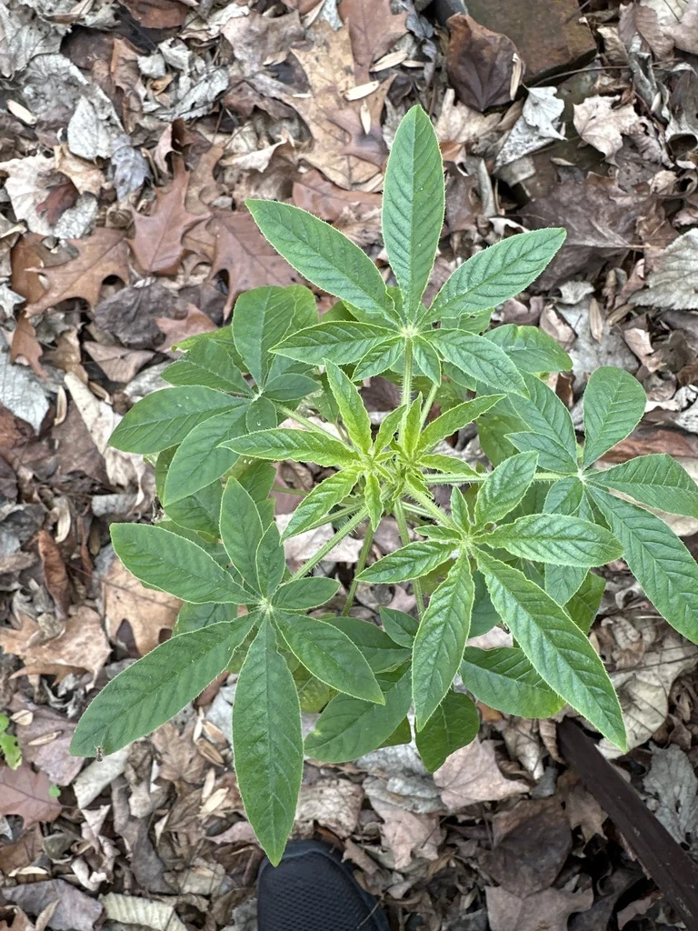 Cleome hassleriana