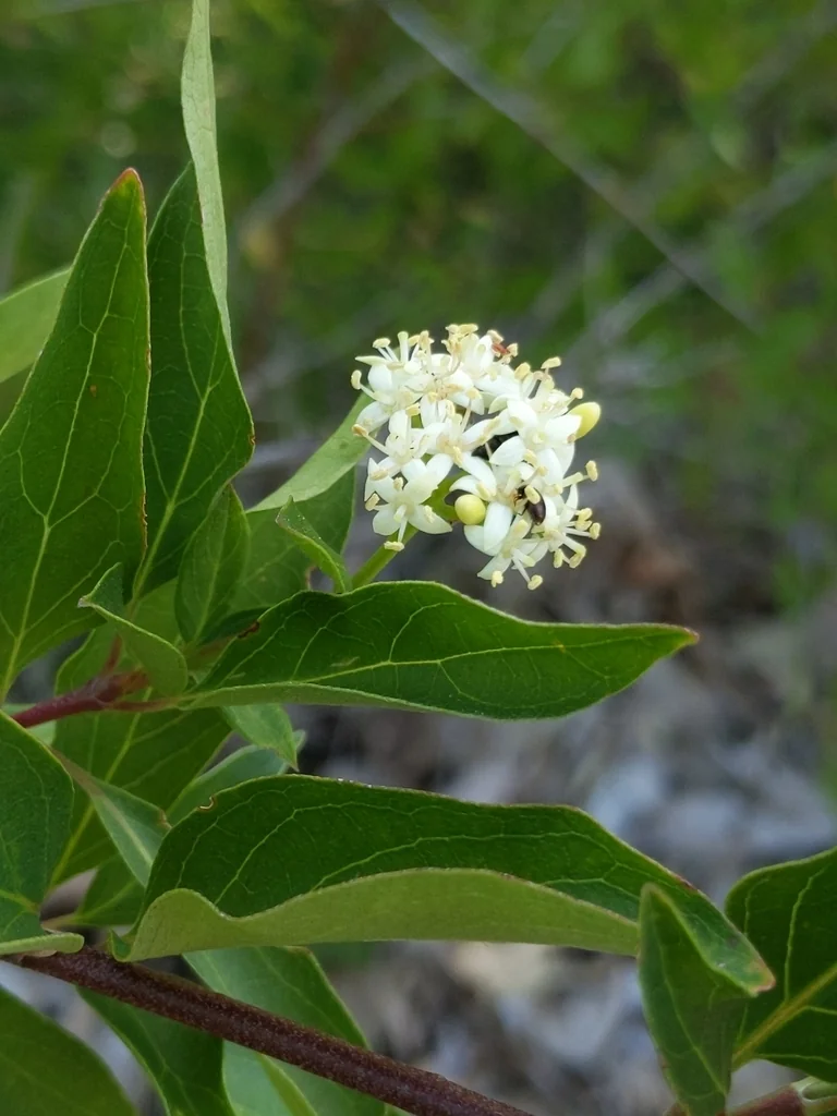 Cornus Glabrata