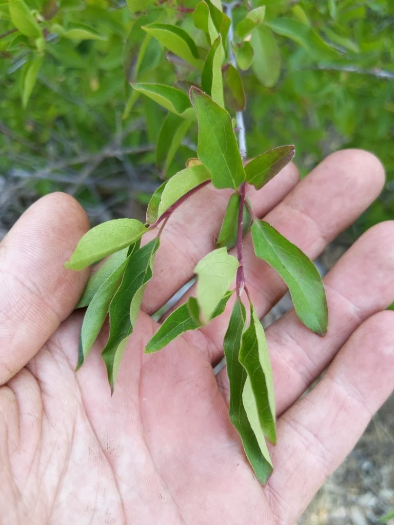 Cornus Glabrata