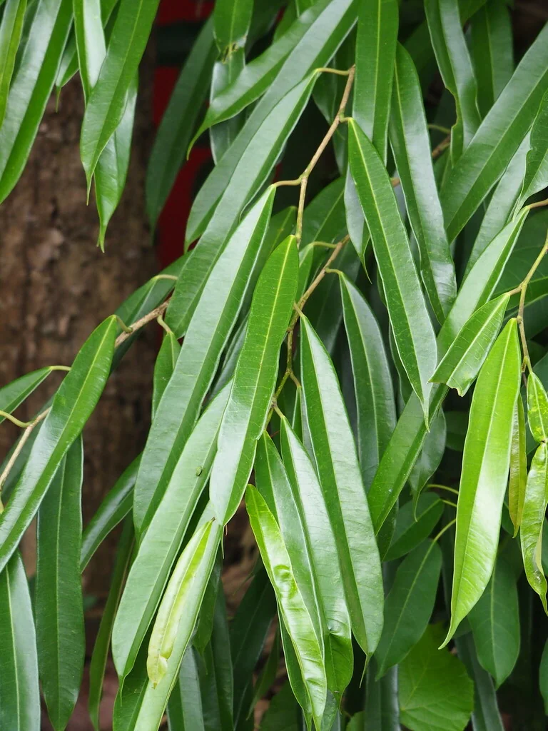 Ficus Maclellandii