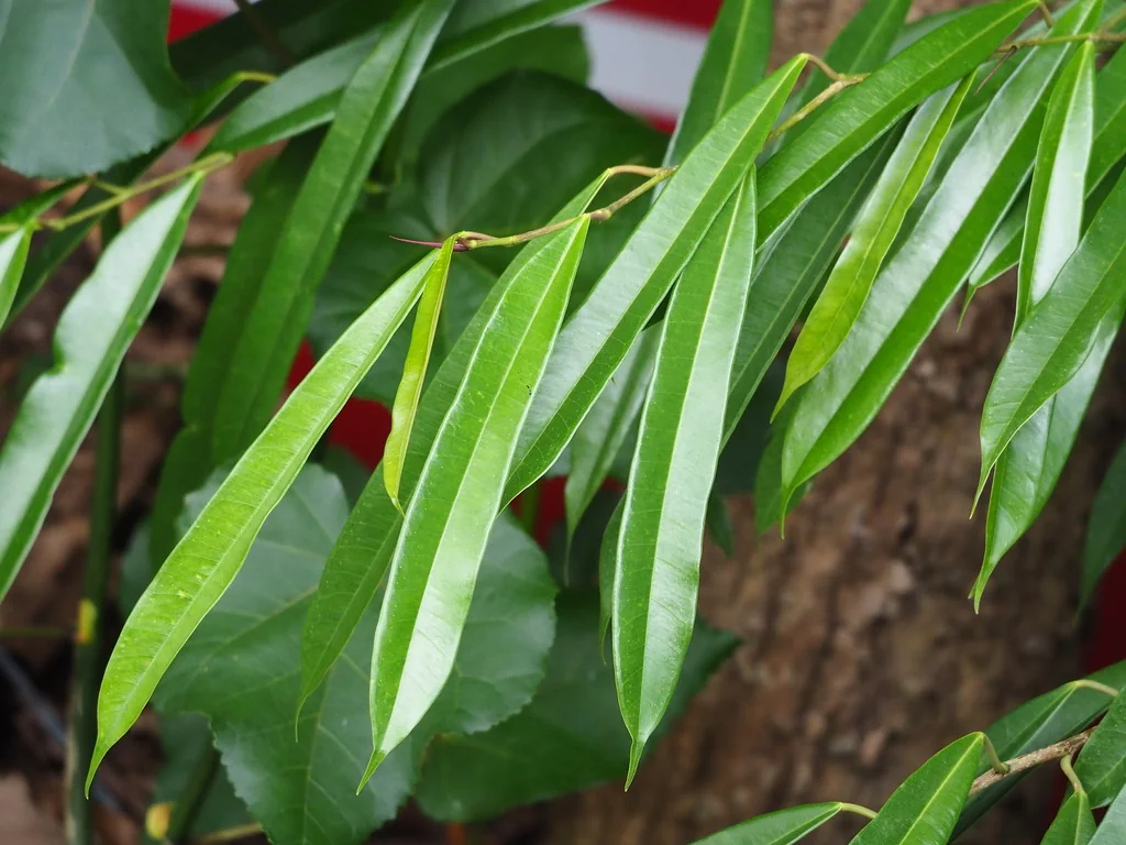 Ficus Maclellandii