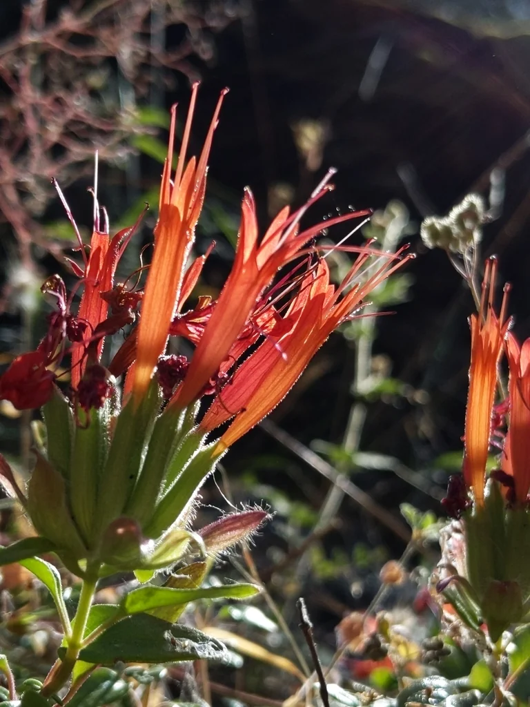 Monardella Macrantha