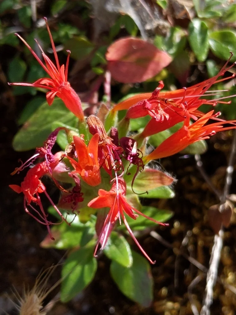 Monardella Macrantha