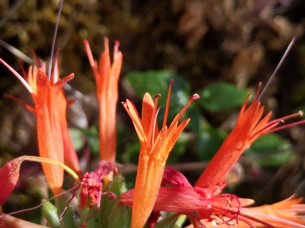 Monardella Macrantha