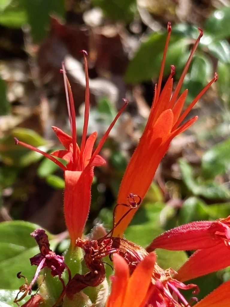 Monardella Macrantha