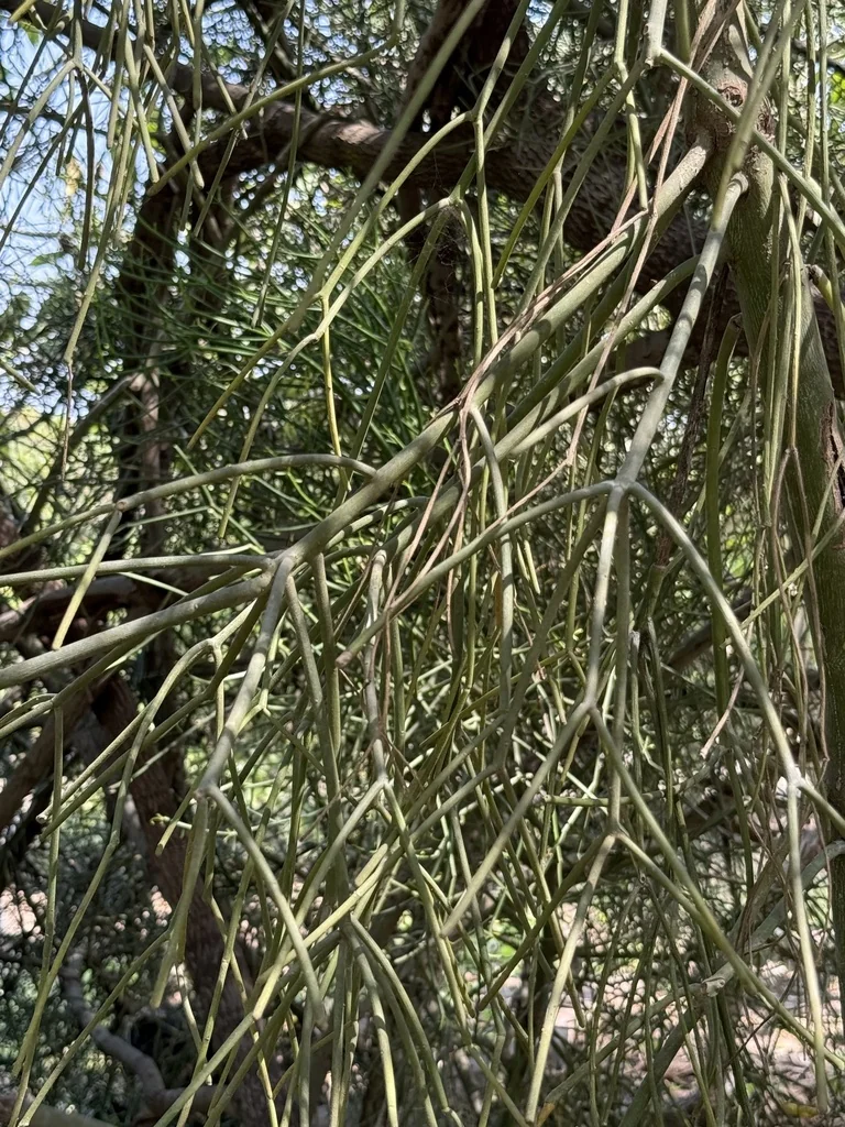 Euphorbia Tirucalli