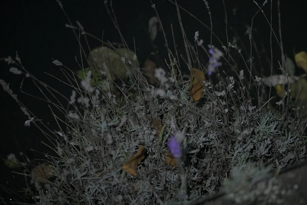 Lavandula angustifolia