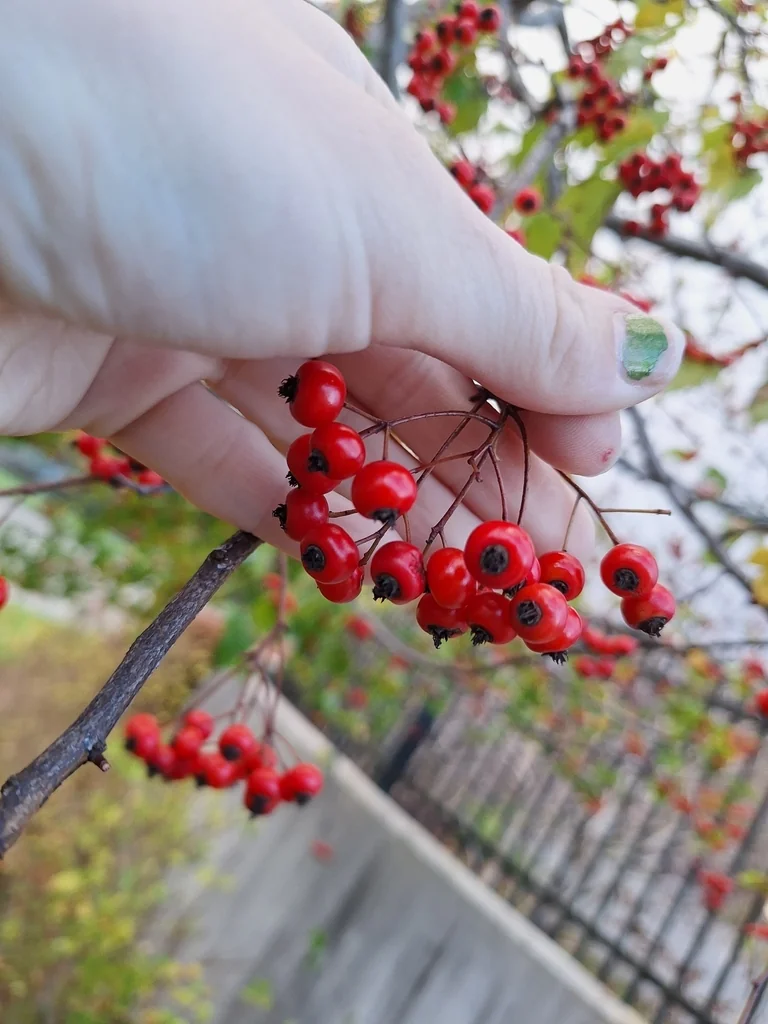 Crataegus Phaenopyrum