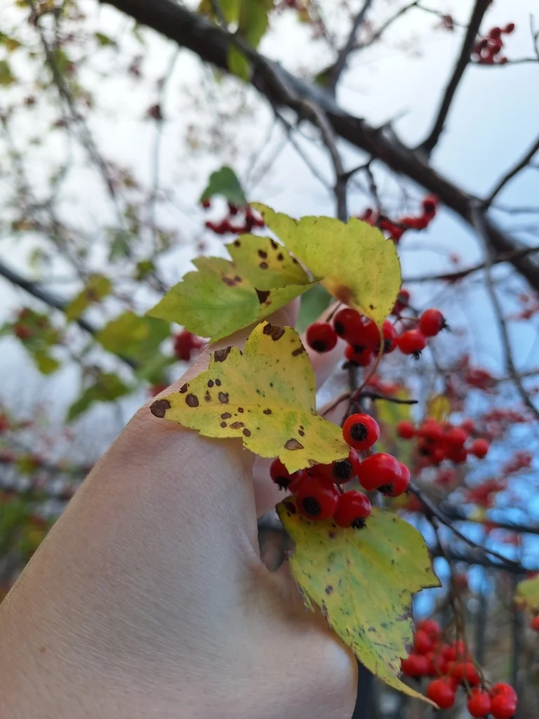 Crataegus Phaenopyrum