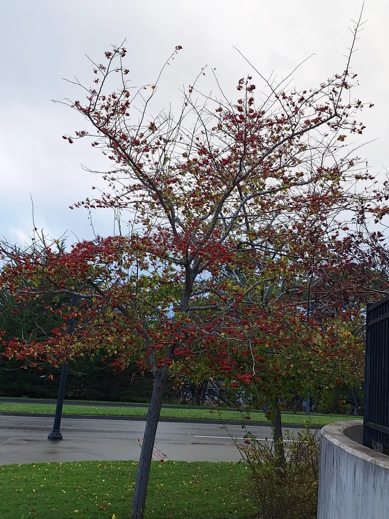 Crataegus Phaenopyrum