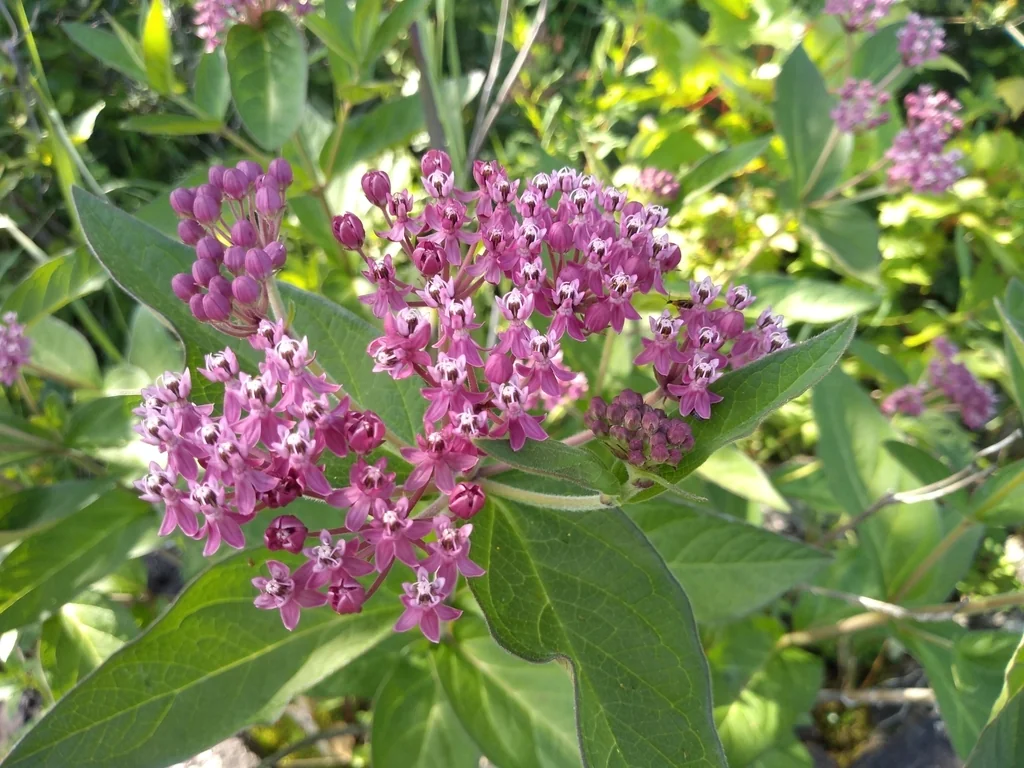 Asclepias Incarnata Pulchra