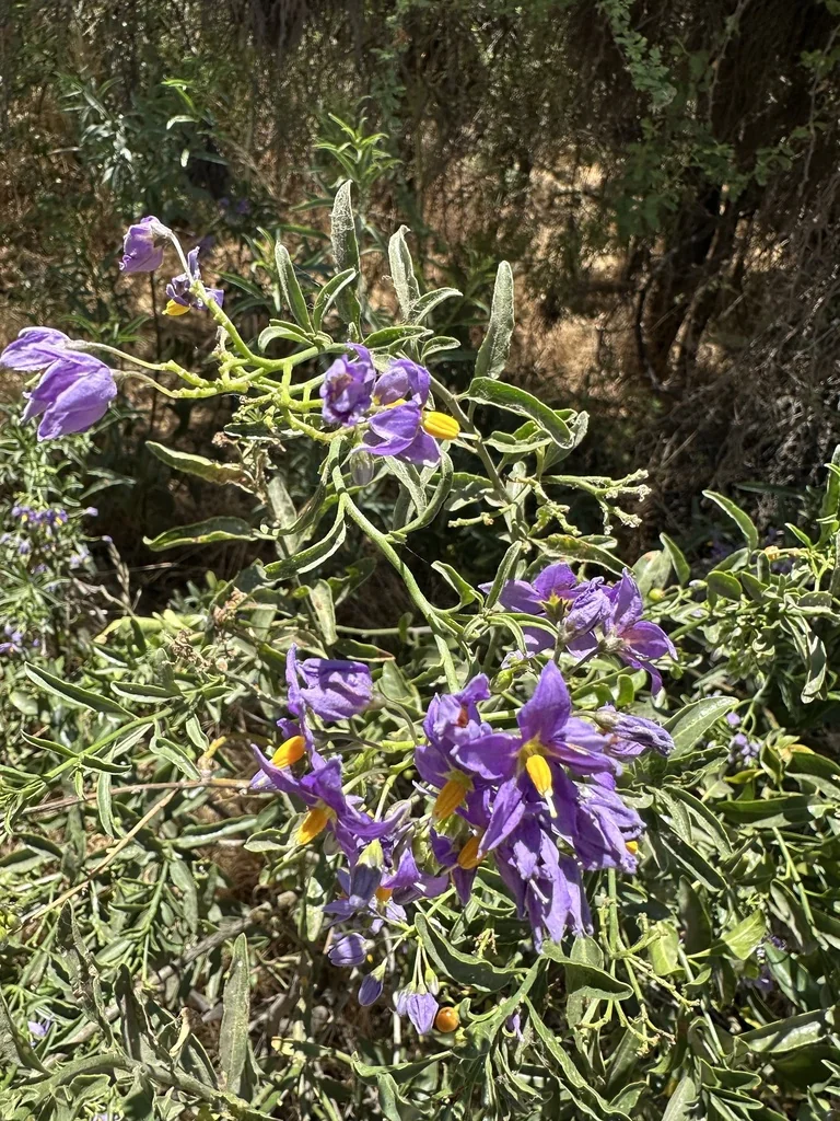 Solanum Crispum