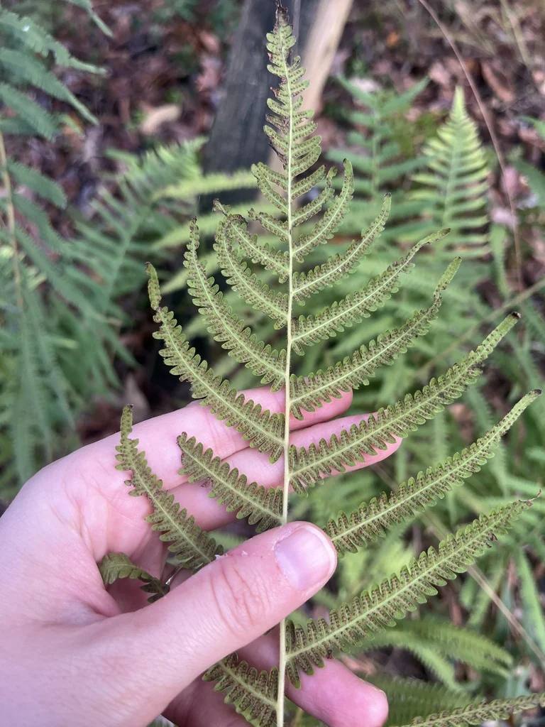Thelypteris Normalis