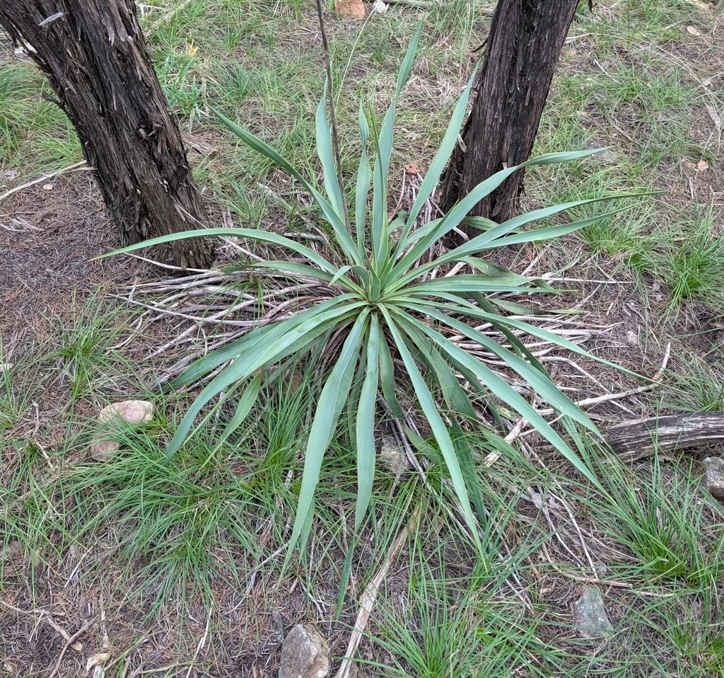 Yucca Rupicola