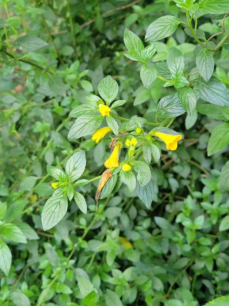 Streptosolen Jamesonii
