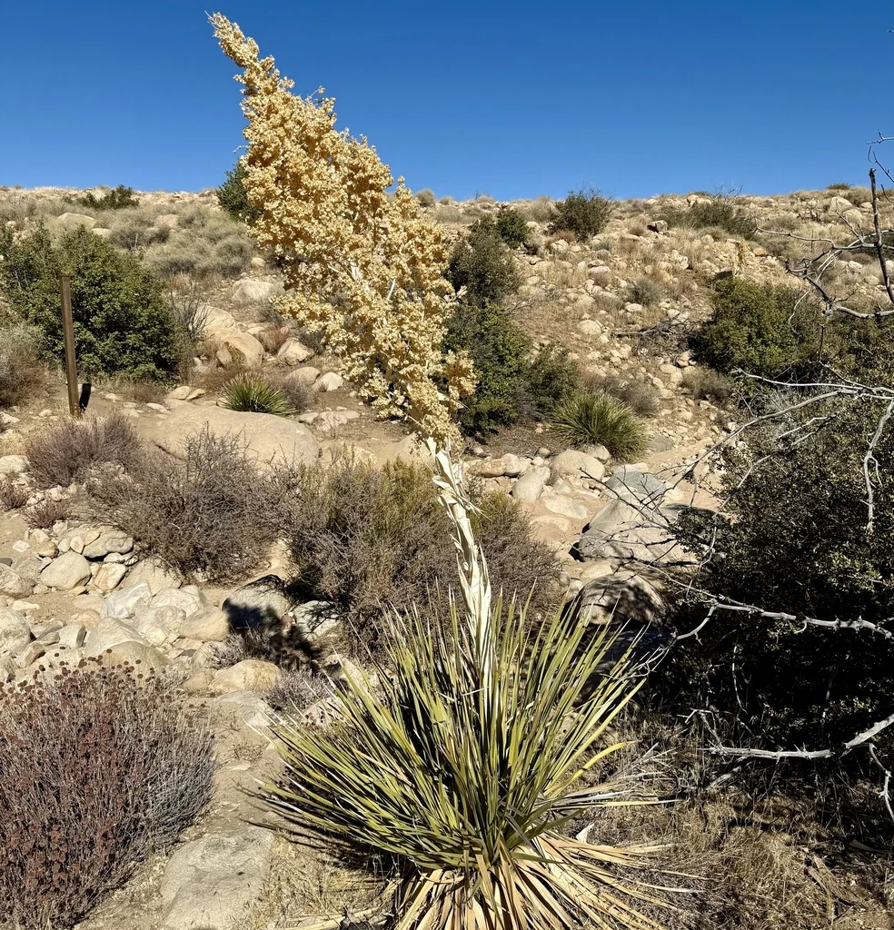 Nolina Parryi