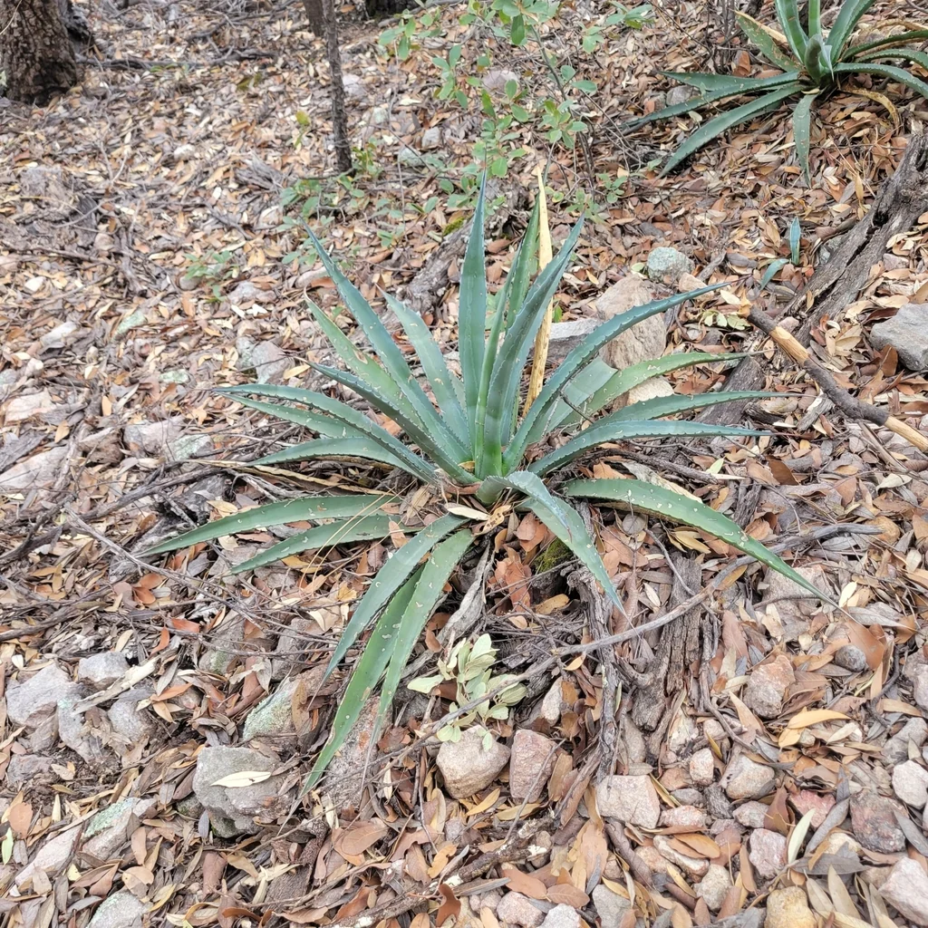 Agave Palmeri