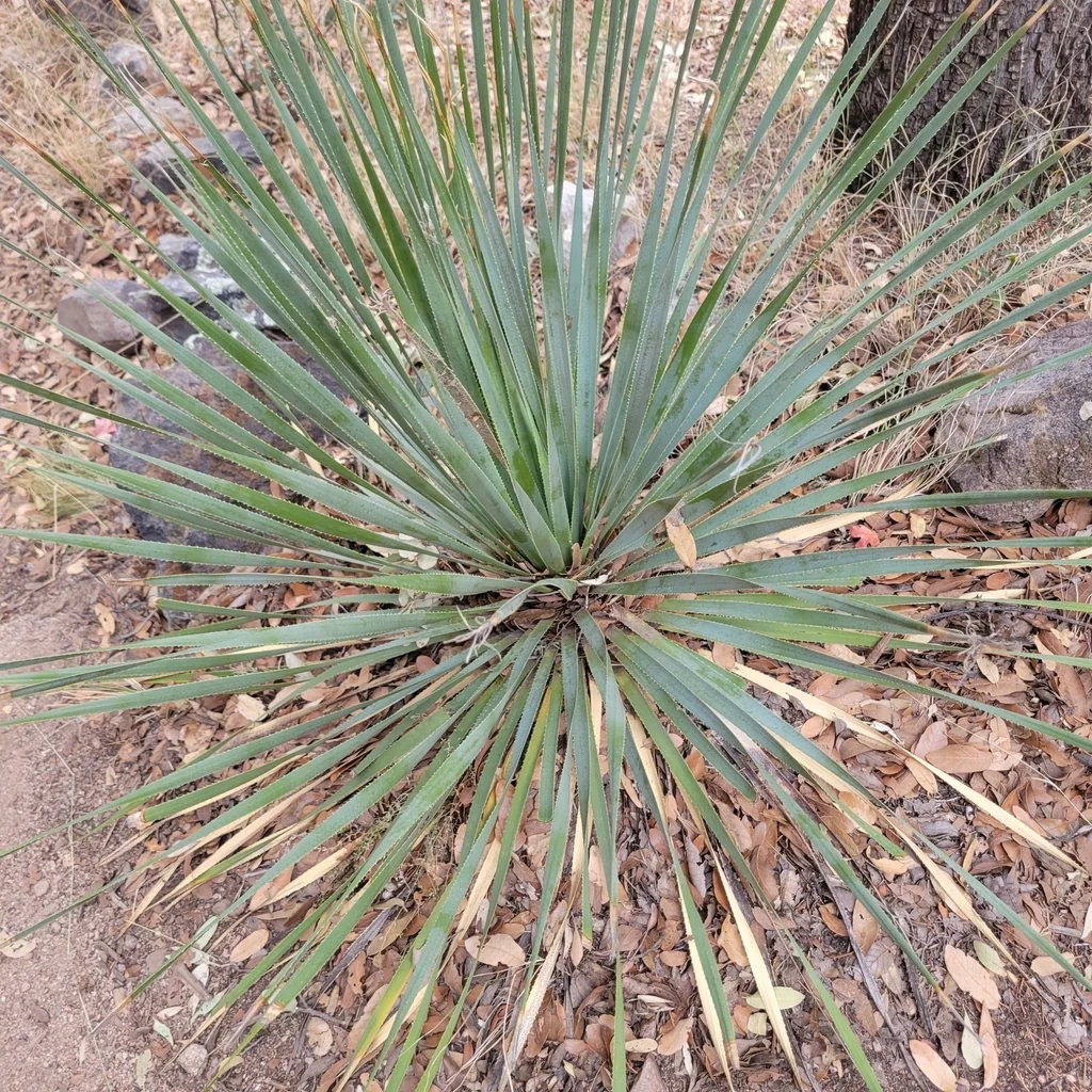 Dasylirion Wheeleri
